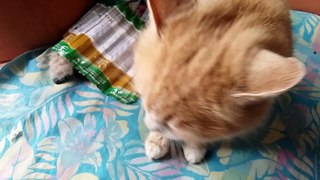 Take a look, how the cat begging me for food (funny video)