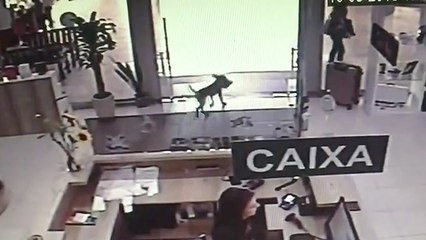 Shoplifting Dog Has A Taste For Books