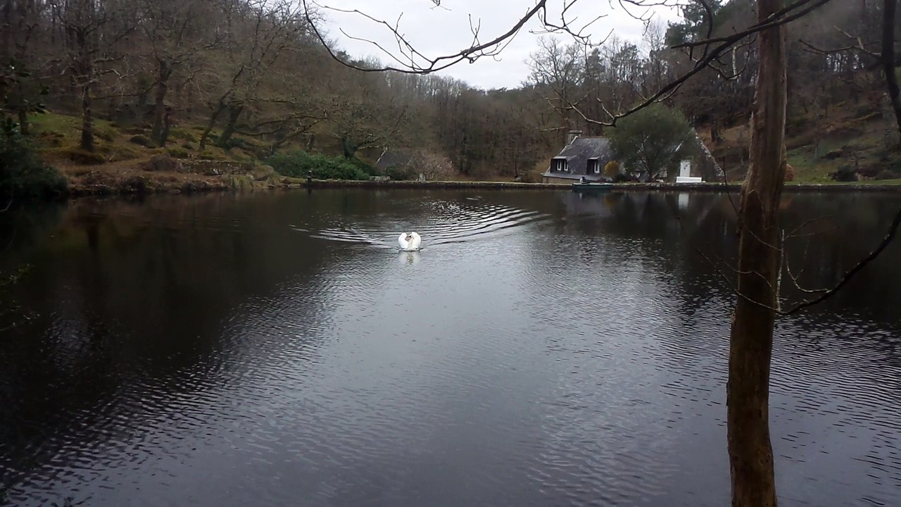 le cygne