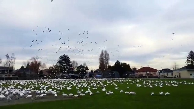 Des centaines d'oies sauvages recouvrent un stade de baseball et s'envolent
