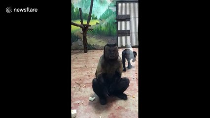 Strange monkey with a humanlike face breaks the internet