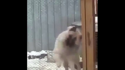 dog dance very cool - funny video