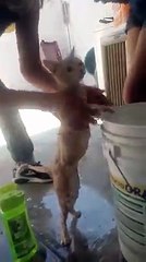 Cat / chat / kedi / قطة