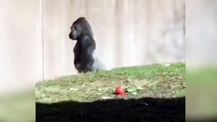 Insolite! Ce gorille marche comme un humain