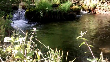 la musica del agua y el canto de los pajaros-water and birds music-
