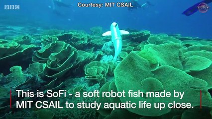 WATCH - Meet SoFi - the soft robot fish