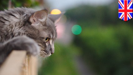 2本のフェンスが体に貫通した猫　奇跡的に生還　英 - トモニュース