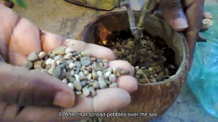 How To Easily Make a Rustic Coconut Shell Planter - DIY Home Tutorial - Guidecentral