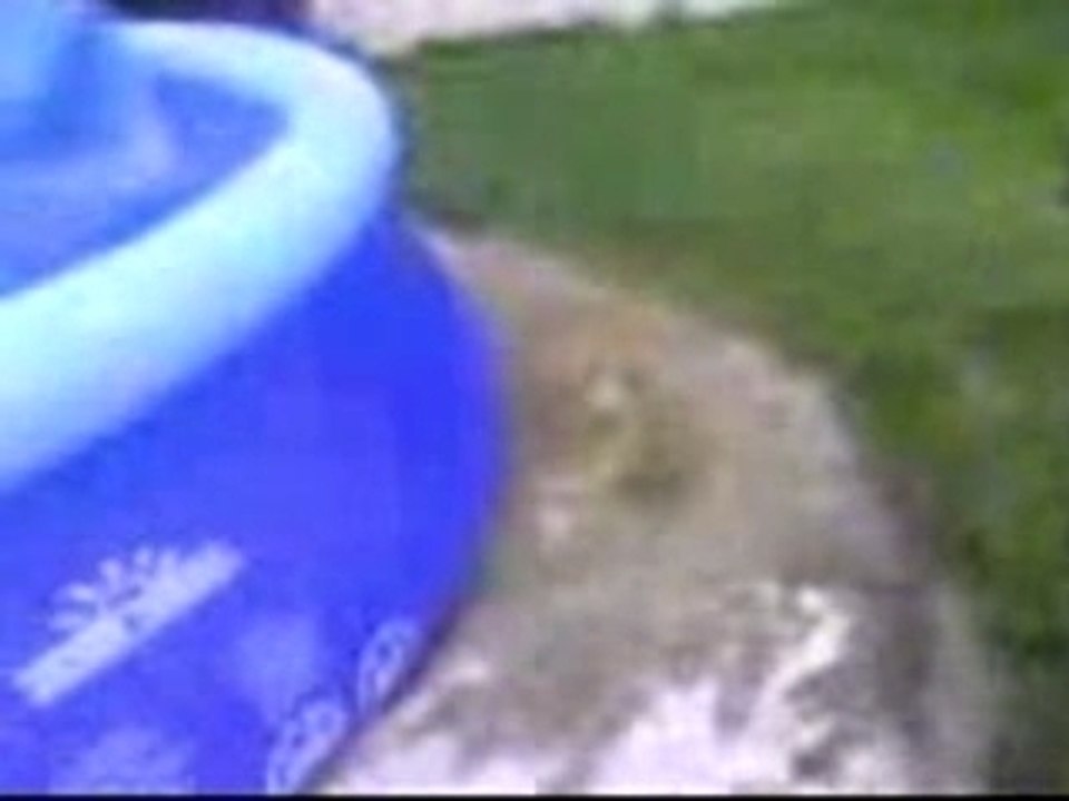 Miinou dans la piscine !