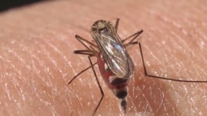 Usan una bacteria para reducir el dengue, la zika y la chikunguña en el noroeste de México