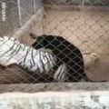 This stray dog was caught humping a white tiger. Talk about ballsy... 
