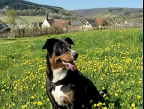 All Dog Breeds In The World - [A to Z] | With Details Part 1