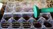 Make Red Hot Chili Pepper Mini Greenhouses - DIY Home - Guidecentral