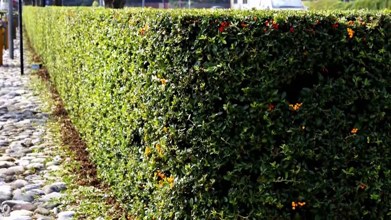 PYRACANTHA 2008-2018 REMARKABLE SPRING CUT AFTER 10 YEARS