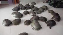 25 tortoises rescued from Railway station of Gaya, Bihar; Watch Video | Oneindia News