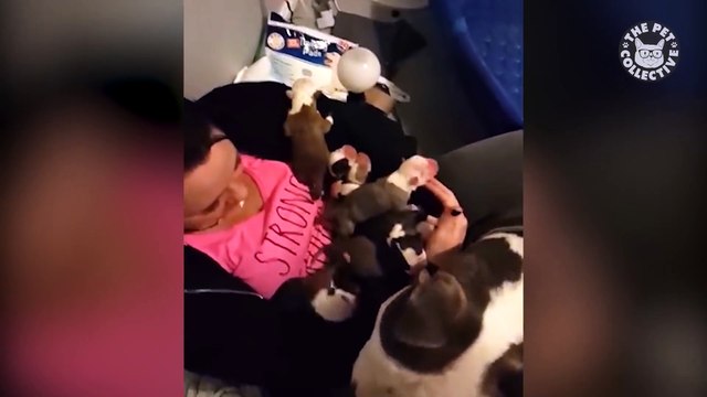 Sweet Pitbull Gives Her Newborn Puppies To Owner