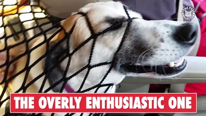 Your Weird Relatives As Told By Pets