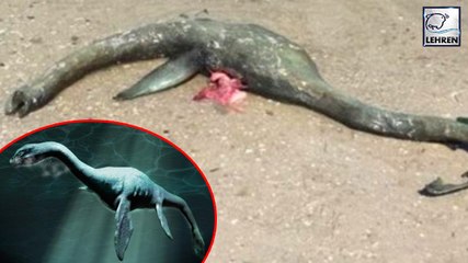 Loch Ness Monster Found On US Georgia Beach
