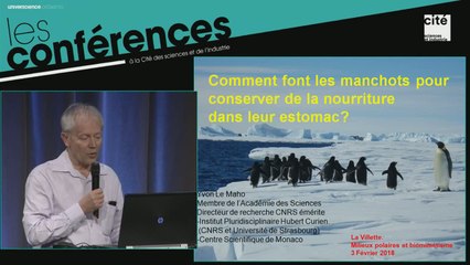 Conserver de la nourriture dans l'estomac des manchots