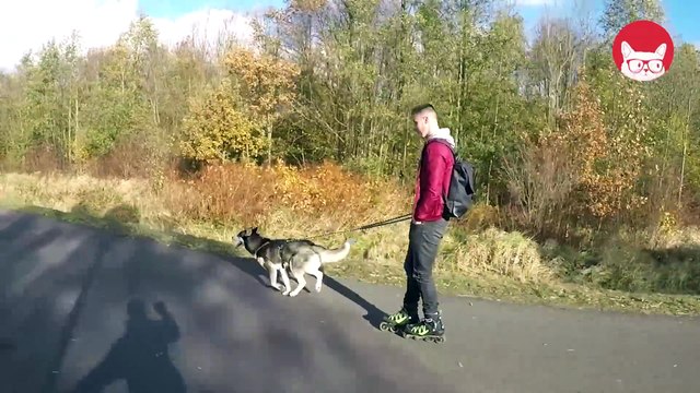 10 Funny Huskies Video Compilation 2017 - Breed All About It