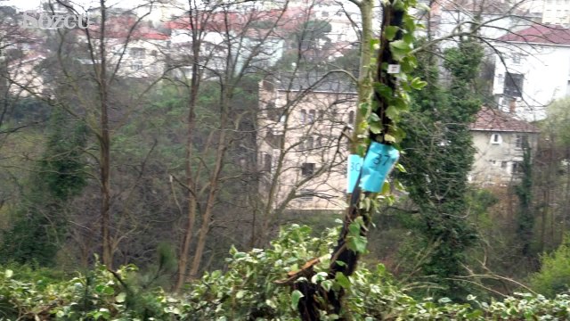 Tarabya Ağaç Katliamı