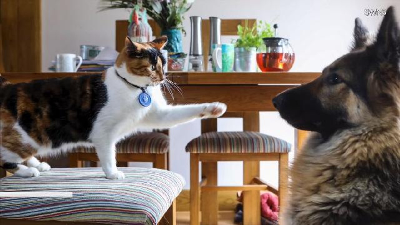 Man Creates Outdoor Cat Ladder to Second Story So Cat Can Avoid Dog