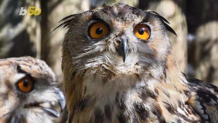 The Most Awesome Names for a Group of Animals