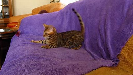 Бенгальский котенок