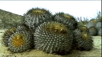 Golden barrel cactus (Echinocactus grusonii) [Plant]