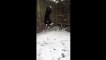 Quand un chat essaie d'attraper des flocons de neige