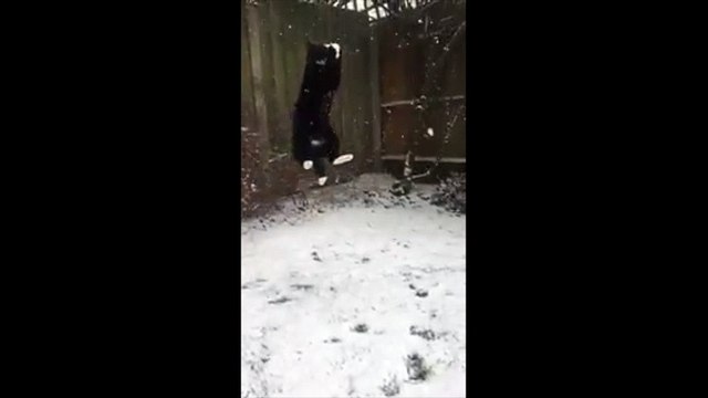 Quand un chat essaie d'attraper des flocons de neige
