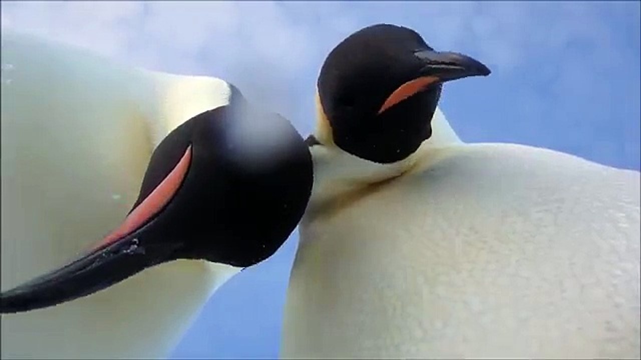Deux manchots font un selfie au milieu de l'Antarctique