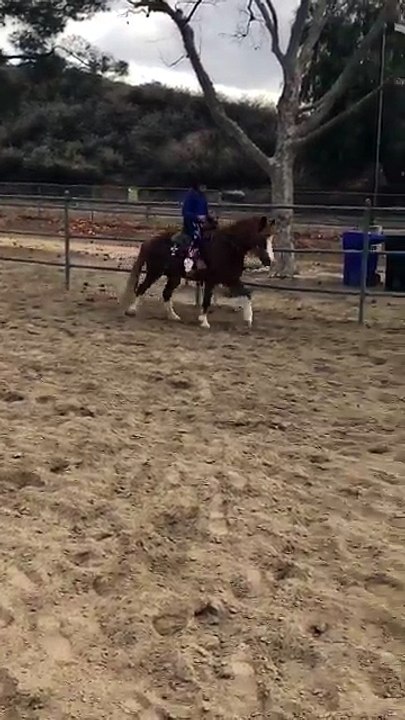 Cette fillette n'est pas près de remonter sur un poney