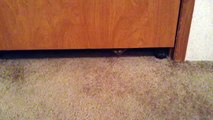 Un gros chat capable de passer sous la porte