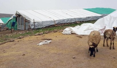 Koyunlar kediyi kurt zannetti, korkudan birbirlerini ezdi