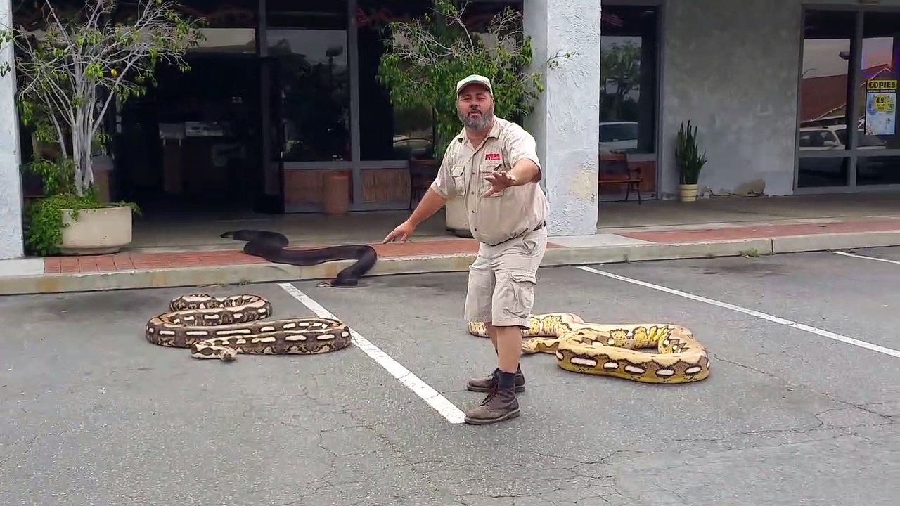 Un homme avec 3  des plus gros serpents du monde