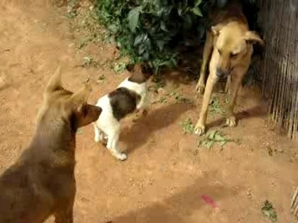 La petite Ganja à Mahazou