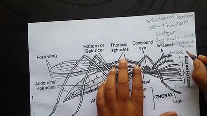 Mosquito _ habitat, habit, external feature, mouth parts - YouTube (360p)
