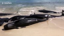 More than one hundred whales die in mass stranding in Western Australia coast
