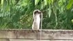 Kookaburra Makes Meal of a Snake in Queensland Backyard