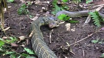 King cobra, attacks & eats spitting cobra