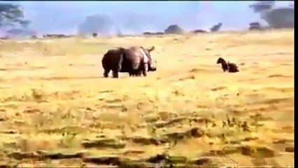 Rhino protect baby for hyena attack