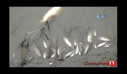 Yeşilırmak’ta balık ölümleri