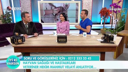 Kedi ve köpeklere uygulanan LDN tedavisi nedir?