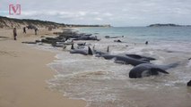 150 Whales Stranded On An Australian Beach And Now the Race to Save Survivors