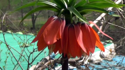 Baharın müjdecisi ters laleler çiçek açtı