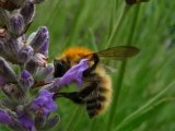 Insectes et Fleurs