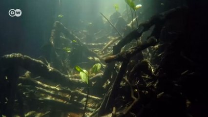 Os jardins submersos do Quênia