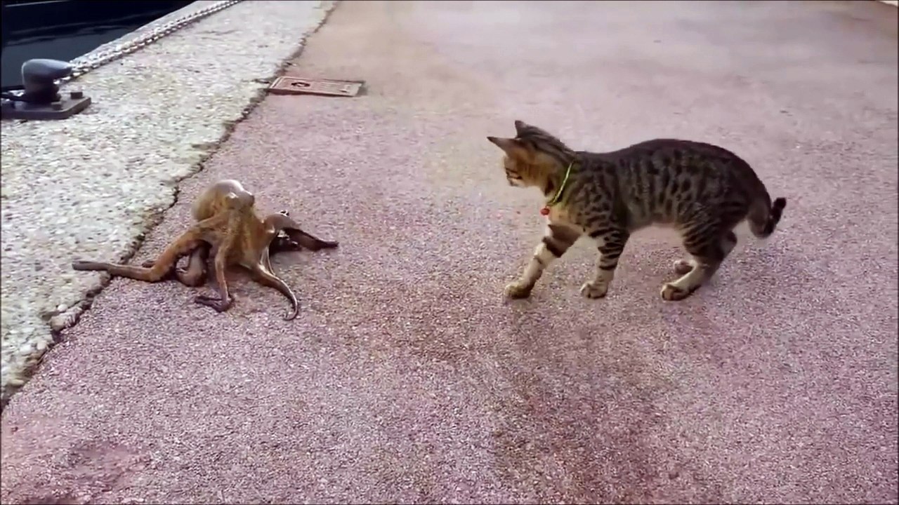 La rencontre insolite entre un chat et une pieuvre