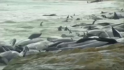 Tömeges delfinpusztulás Ausztráliában